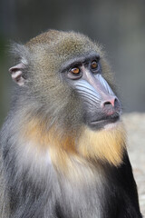 Close view of Mandrill monkey, Mandrillus sphinx