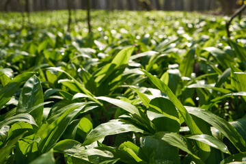 Bear's garlic plant growing outdoors