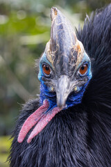 Closeup portrait of Helmeted cassowary in natural habitat
