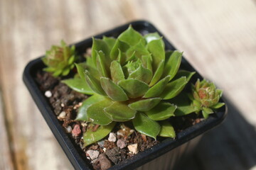 Naklejka premium rojnik Grey Dawn sukulent Sempervivum