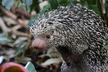 Brazilian porcupine searching for food on ground, Coendou prehensilis