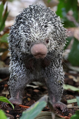 Brazilian porcupine searching for food on ground, Coendou prehensilis
