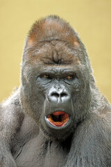 Obraz premium Portrait of Western Lowland Gorilla on blurred beige background