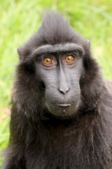 Closeup portrait of Crested Macaque, Macaca Nigra