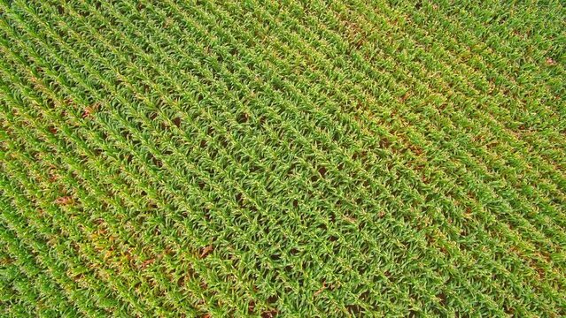 Corn field pullout