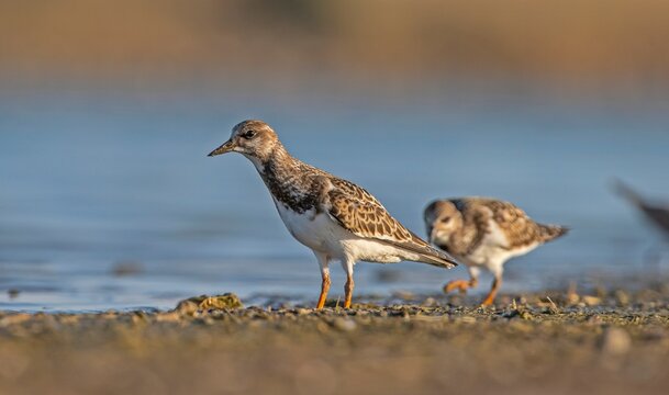 Ruddy Turnstone (Arenaria interpres) Aysa, Australia, spreads in Europe, America and Africa, but is rare. It is a migratory bird and is known to breed in the Northern hemisphere.