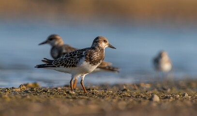 Ruddy Turnstone (Arenaria interpres) Aysa, Australia, spreads in Europe, America and Africa, but is rare. It is a migratory bird and is known to breed in the Northern hemisphere.