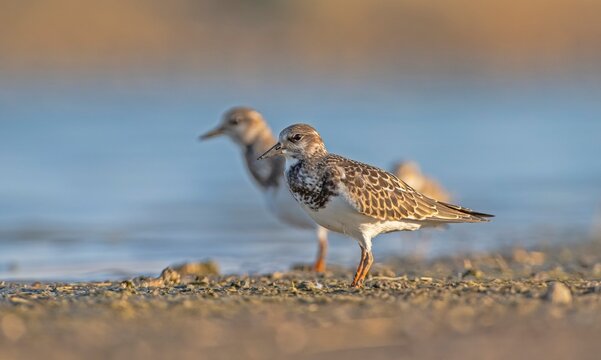 Ruddy Turnstone (Arenaria interpres) Aysa, Australia, spreads in Europe, America and Africa, but is rare. It is a migratory bird and is known to breed in the Northern hemisphere.