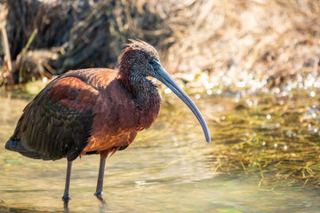 The glossy ibis, latin name Plegadis falcinellus, searching for food in the shallow lagoon.