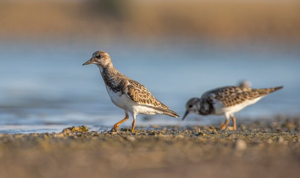 Ruddy Turnstone (Arenaria interpres) Aysa, Australia, spreads in Europe, America and Africa, but is rare. It is a migratory bird and is known to breed in the Northern hemisphere.