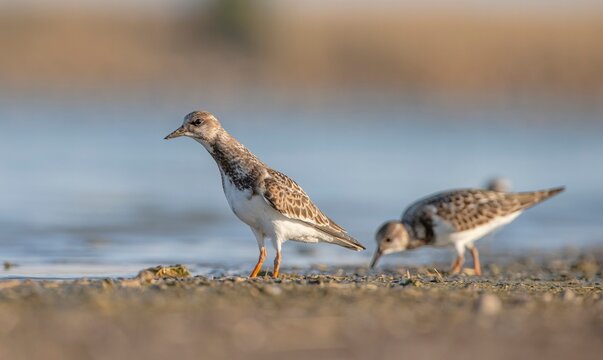 Ruddy Turnstone (Arenaria interpres) Aysa, Australia, spreads in Europe, America and Africa, but is rare. It is a migratory bird and is known to breed in the Northern hemisphere.