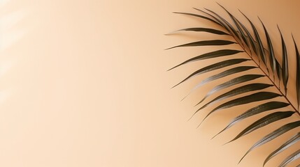 Fototapeta na wymiar Minimalist background with palm leaves