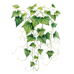 evergreen ivy - obrazy, fototapety, plakaty