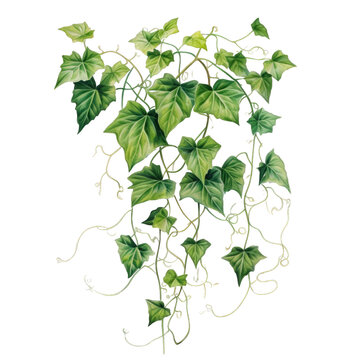 evergreen ivy