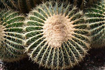 Echinocactus grusonii or Kroenleinia grusonii, popularly known as the golden barrel cactus, golden ball or mother-in-law's cushion, is a species of barrel cactus that is endemic to east-central Mexico