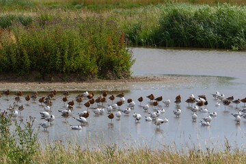Wading birds resting in the shallows of marshland