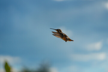 Hummingbird flying in the sky
