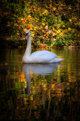 swan on the lake