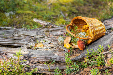 Forest mushroom boletus, cep, porcini, chanterelle collected in a wooden wicker basket. Late summer...