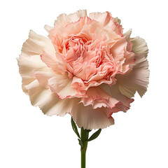 Close up of Carnation flower with blurtransparent background and green