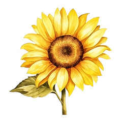 Naklejka premium Yellow watercolor sunflower isolated