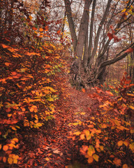 Pathway in the forest in autumn