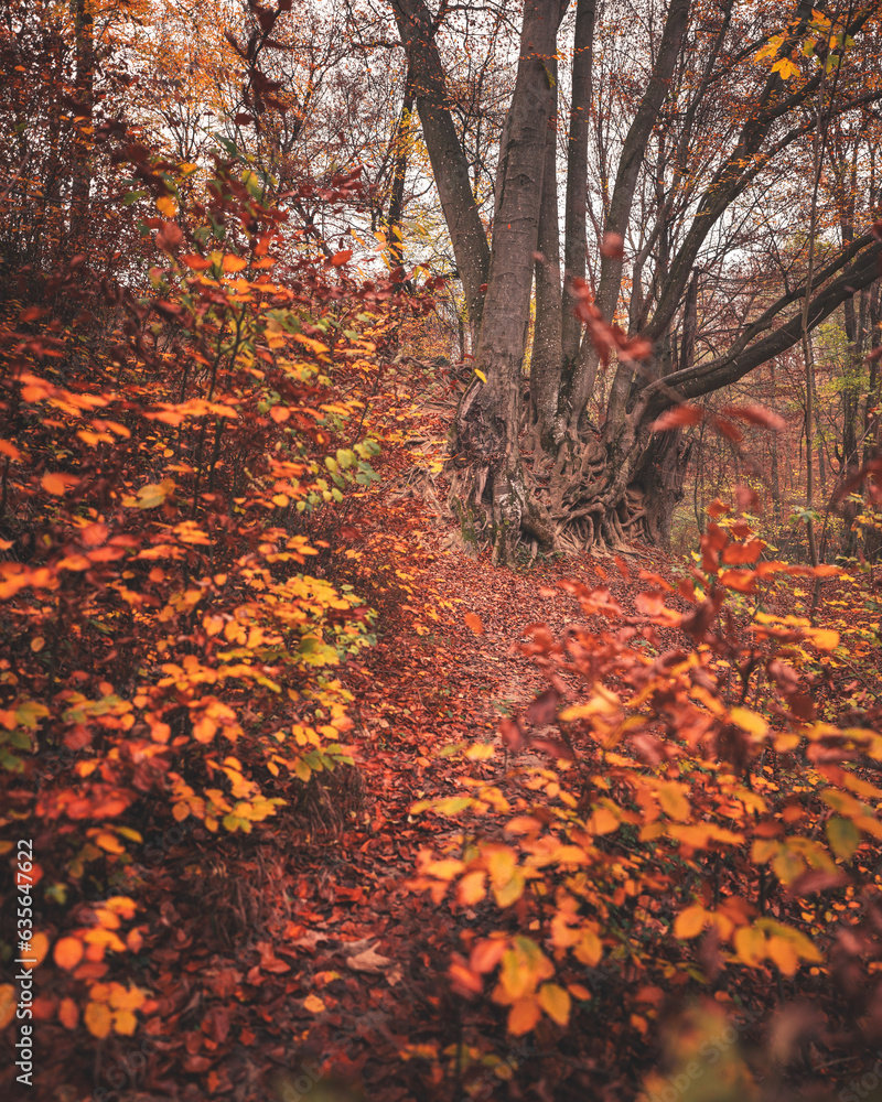 Wall mural pathway in the forest in autumn