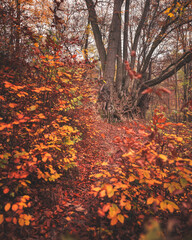 Pathway in the forest in autumn