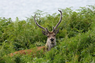Naklejka na ściany i meble Red Deer (Cervus elaphus) at Applecross, Wester Ross, Ross and Cromarty, Highland Scotland, UK