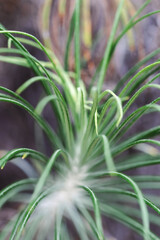 Plant closeup 