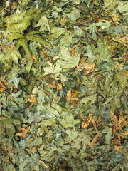 wallpaper texture of foliage on ground