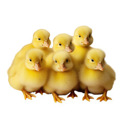 A small yellow ducklings with soft feathers