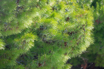 Fragrant conifer trees thriving along beautiful Dalmatian coast in warm climate