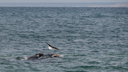 Ballenas en Puerto Madryn, Chubut, Argentina