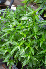 Andrographis paniculata plant in the garden