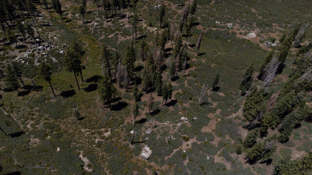 Aerial View of Pine Trees in Sequoia National Forest, Kern County, California