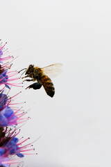 Closeup Of Yellow And Black Bee Hovering Over Purple Flower