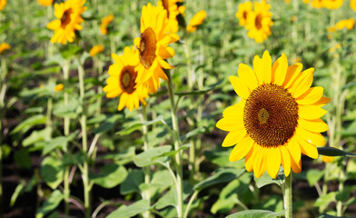 Sunflower field, Beautiful summer landscape.