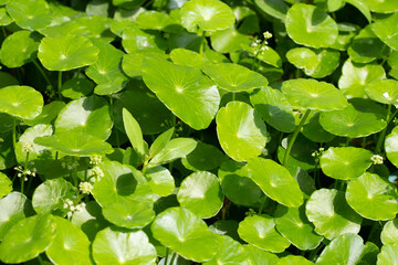 Centella asiatica (gotu kola). Fresh green leaves herb background.