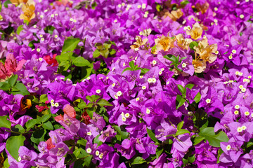 Beautiful bougainvillea flowers with green leaves