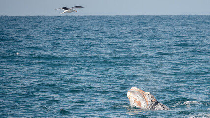 Ballenas en Puerto Madryn, Chubut, Argentina