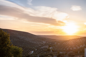 Jaen landscape of olive groves at sunset