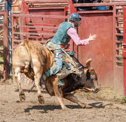 A cowboy at a rodeo is riding a bucking bull. There is a red metal gate and railing behind him. He...