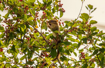 chipmunk eating on a tree