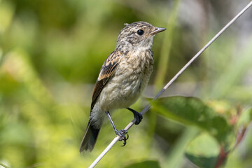 枯草にとまるノビタキ幼鳥