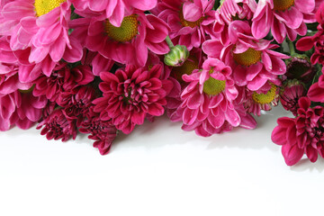 白バックの菊の花束