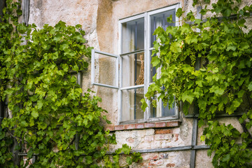 Fototapeta na wymiar Fenster mit Wein
