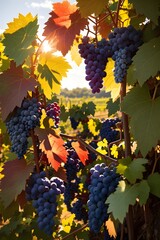 A majestic, sweeping view of grapevines, 
