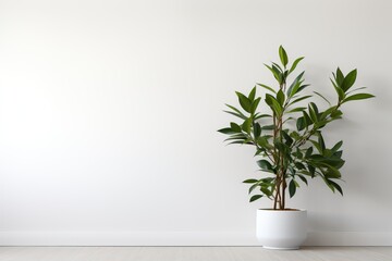 Beautiful house plant in the pot on wooden floor set beside the wall with sunbeam and shadow on white empty wall. Background, mockup backdrop. Green houseplant decoration. Products overlay