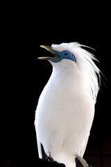 Bird on tree, The Bali myna, Leucopsar rothschildi, also known as Rothschild's mynah, Bali starling, or Bali mynah, locally known as jalak Bali.